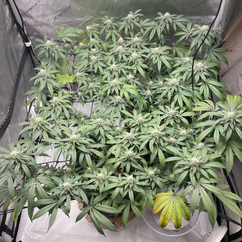 Cookies Lemonade - Peach Tea growlog photo: 🤗