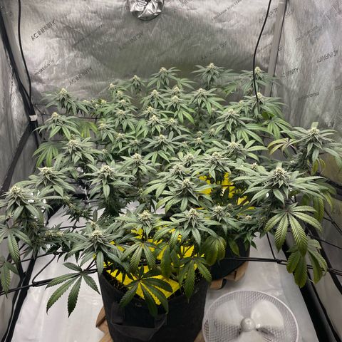 Cookies Lemonade - Peach Tea growlog timeline photo