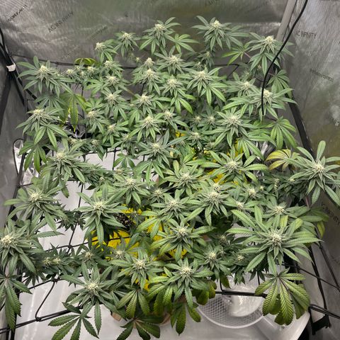 Cookies Lemonade - Peach Tea growlog timeline photo
