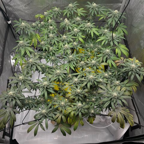 Cookies Lemonade - Peach Tea growlog timeline photo