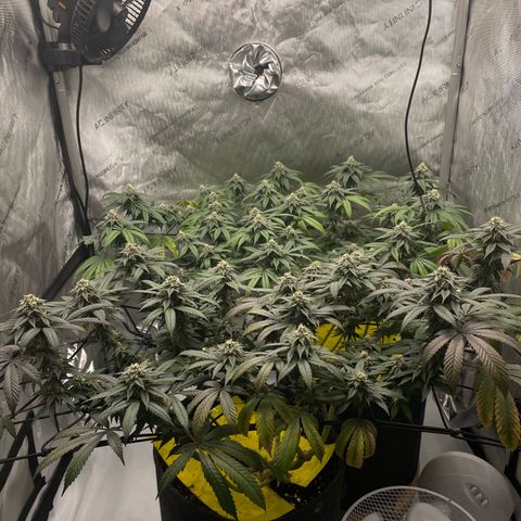 Cookies Lemonade - Peach Tea growlog timeline photo