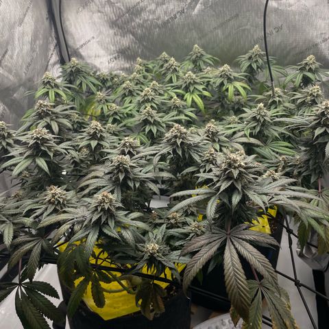 Cookies Lemonade - Peach Tea growlog photo: :)