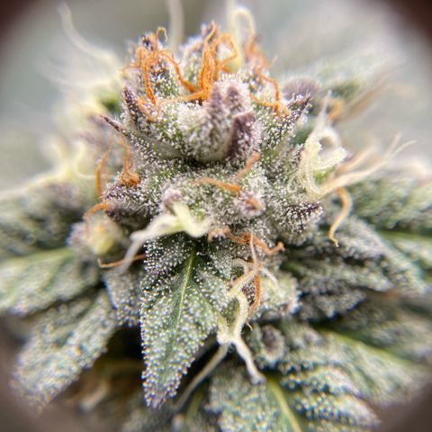 Cookies Lemonade - Peach Tea growlog photo: :)