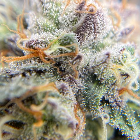 Cookies Lemonade - Peach Tea growlog photo: :)
