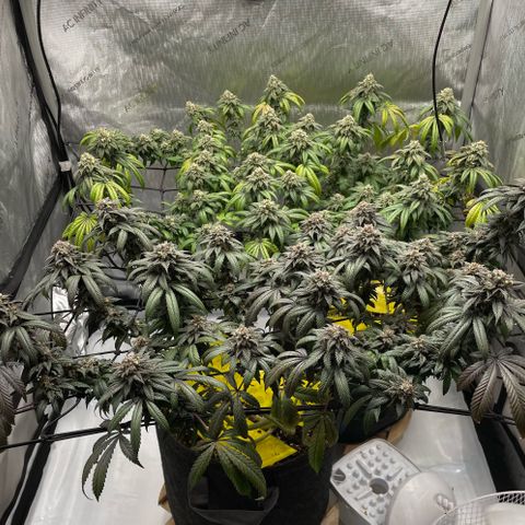 Cookies Lemonade - Peach Tea growlog timeline photo