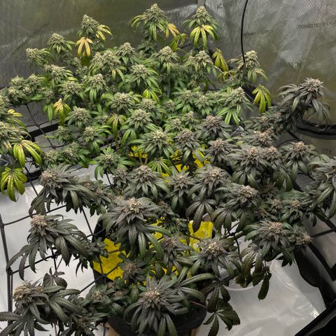 Cookies Lemonade - Peach Tea growlog timeline photo