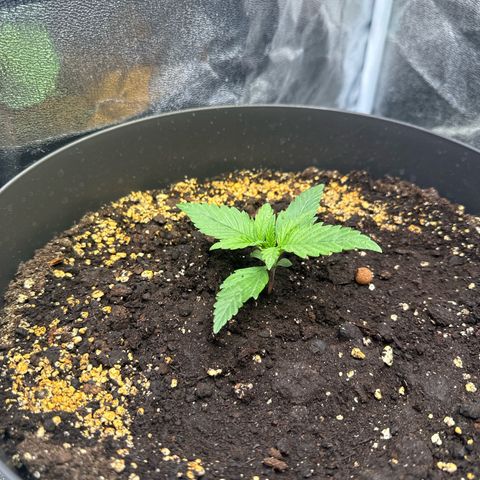 Sweet Cheese Auto growlog photo: Ab heute durch sanftes biegen des Stammes langsam an Low Stress Training gewöhnen