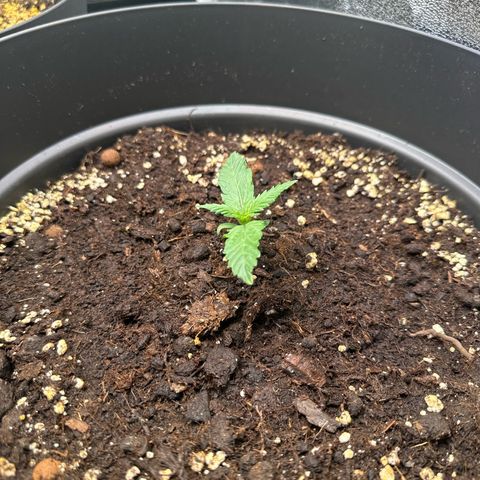 Do-Si-Dos Automatic growlog photo: Ab heute durch sanftes biegen des Stammes langsam an Low Stress Training gewöhnen