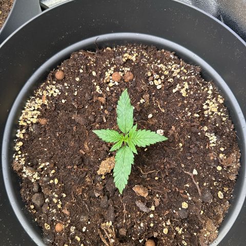 Do-Si-Dos Automatic growlog timeline photo