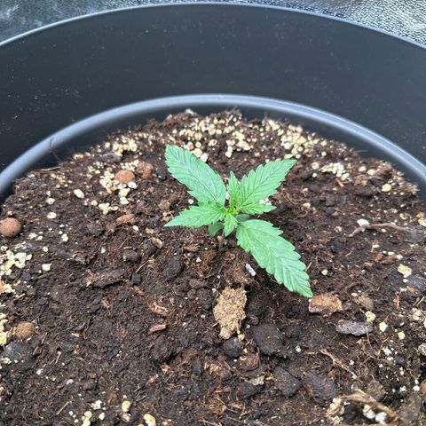 Do-Si-Dos Automatic growlog timeline photo