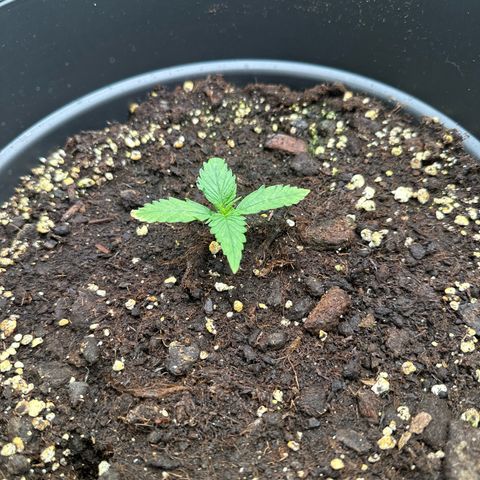 Forbidden Fruit growlog photo: Leicht gelbe spitze an einem Blatt