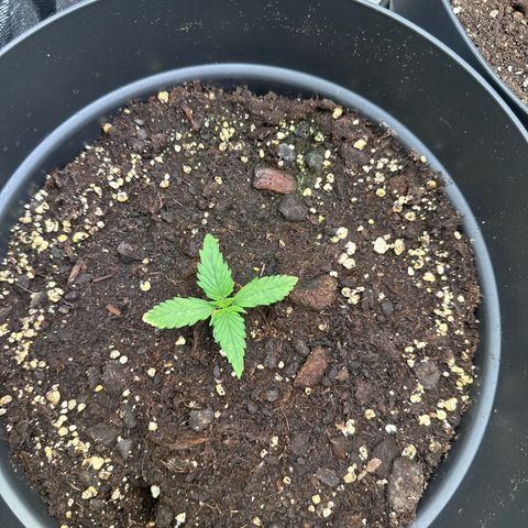 Forbidden Fruit growlog photo: Leicht gelbe spitze an einem Blatt
