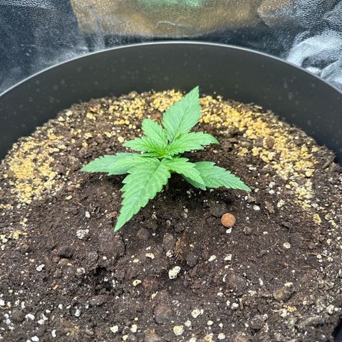 Sweet Cheese Auto growlog timeline photo