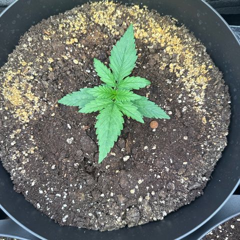 Sweet Cheese Auto growlog timeline photo