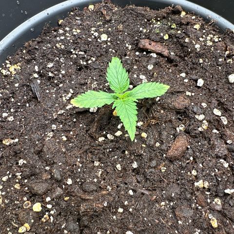 Forbidden Fruit growlog timeline photo
