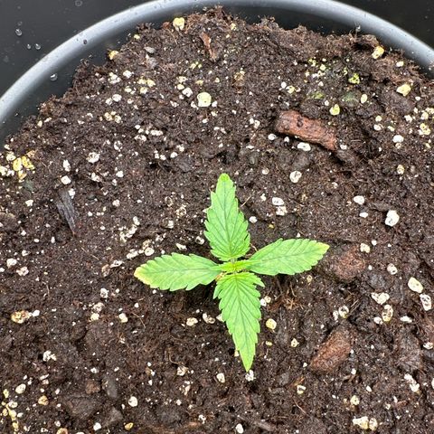 Forbidden Fruit growlog timeline photo
