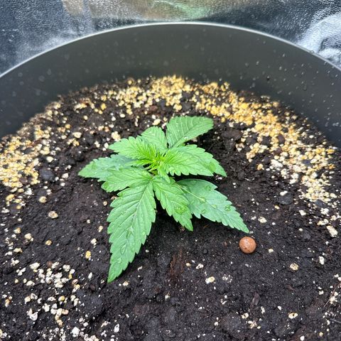 Sweet Cheese Auto growlog timeline photo