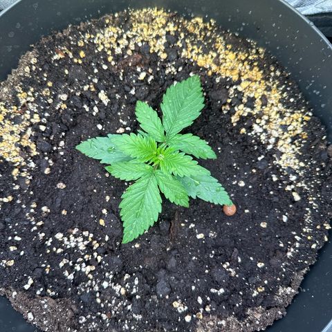 Sweet Cheese Auto growlog timeline photo
