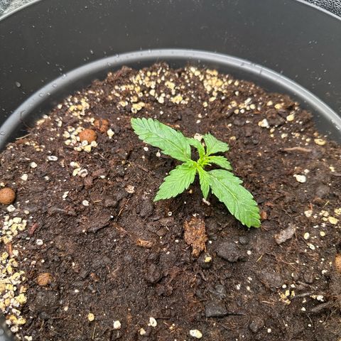 Do-Si-Dos Automatic growlog timeline photo