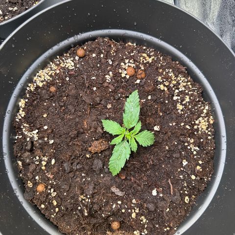 Do-Si-Dos Automatic growlog timeline photo