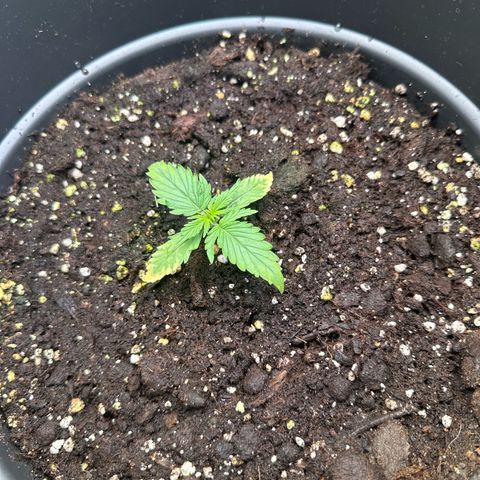 Forbidden Fruit growlog timeline photo
