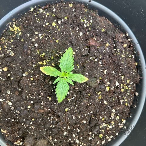 Forbidden Fruit growlog timeline photo