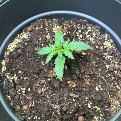 Do-Si-Dos Automatic growlog timeline photo
