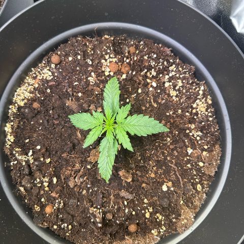 Do-Si-Dos Automatic growlog timeline photo