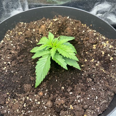Sweet Cheese Auto growlog timeline photo
