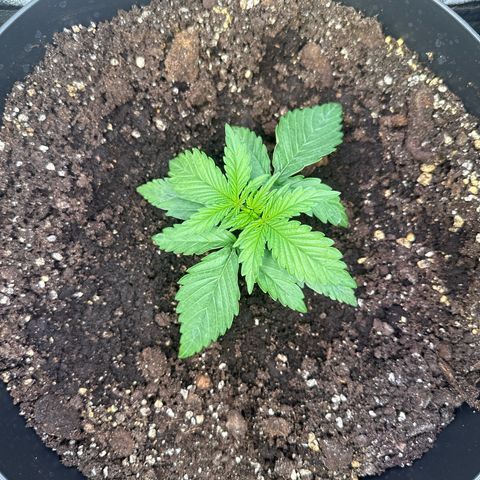 Sweet Cheese Auto growlog timeline photo