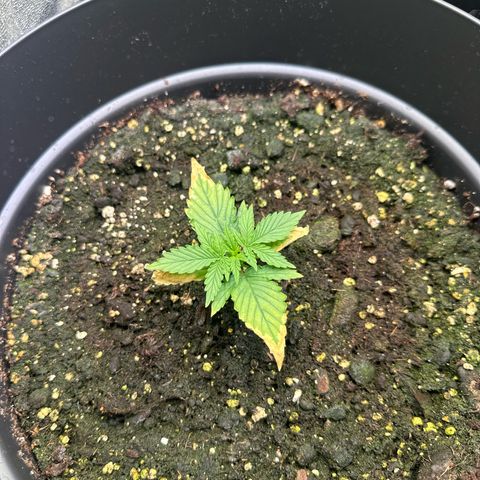 Forbidden Fruit growlog timeline photo