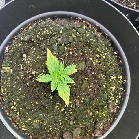Forbidden Fruit growlog timeline photo