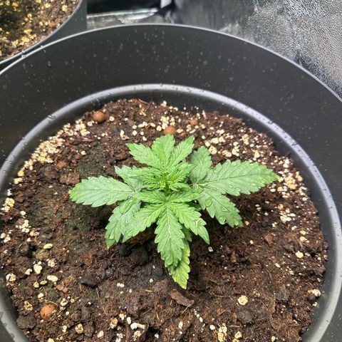 Do-Si-Dos Automatic growlog timeline photo