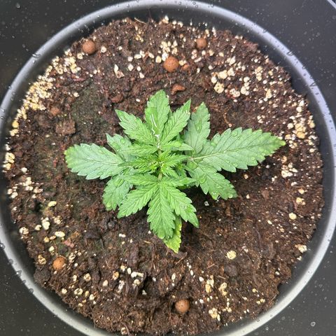 Do-Si-Dos Automatic growlog timeline photo