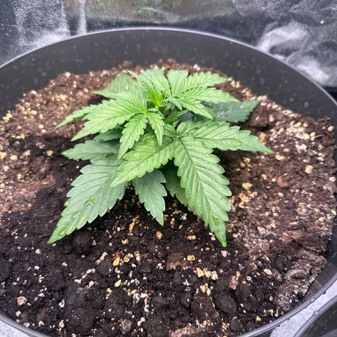 Sweet Cheese Auto growlog timeline photo