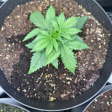 Sweet Cheese Auto growlog timeline photo