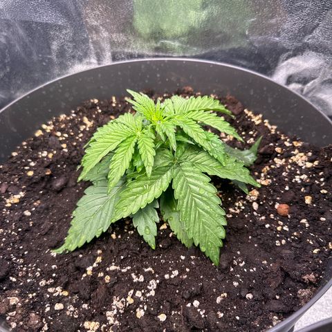 Sweet Cheese Auto growlog timeline photo