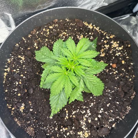 Sweet Cheese Auto growlog timeline photo
