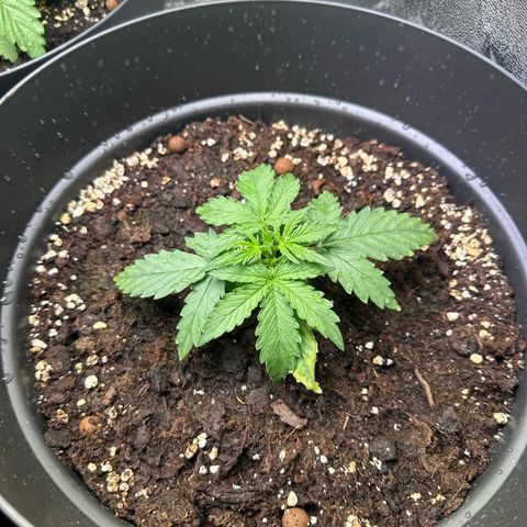 Do-Si-Dos Automatic growlog timeline photo