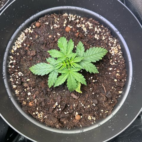 Do-Si-Dos Automatic growlog timeline photo