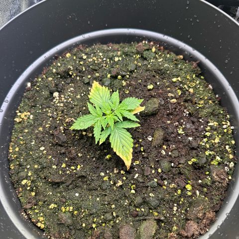 Forbidden Fruit growlog timeline photo