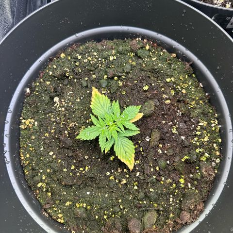Forbidden Fruit growlog timeline photo