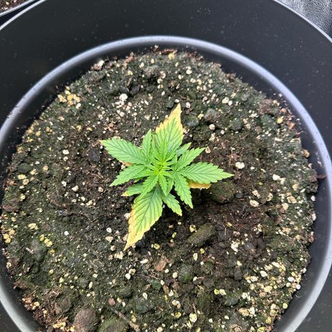 Forbidden Fruit growlog timeline photo