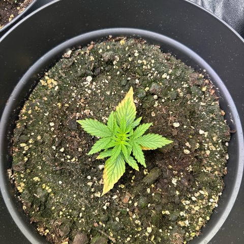 Forbidden Fruit growlog timeline photo