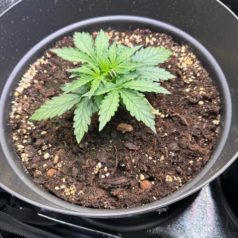 Do-Si-Dos Automatic growlog timeline photo