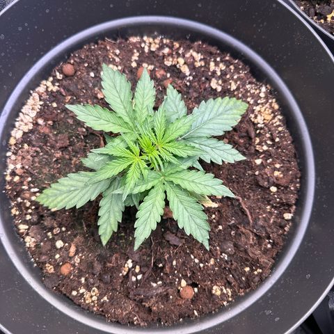 Do-Si-Dos Automatic growlog timeline photo