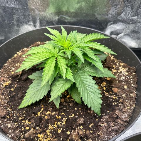 Sweet Cheese Auto growlog timeline photo