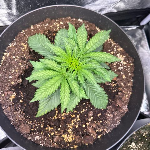 Sweet Cheese Auto growlog timeline photo