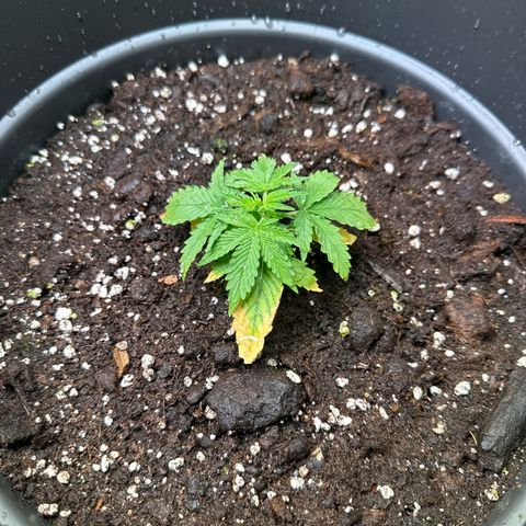 Forbidden Fruit growlog timeline photo