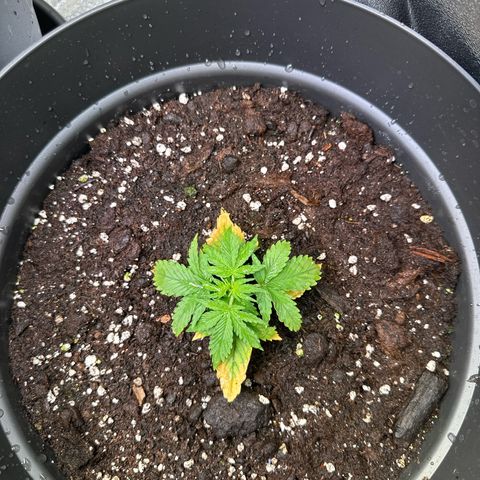 Forbidden Fruit growlog timeline photo